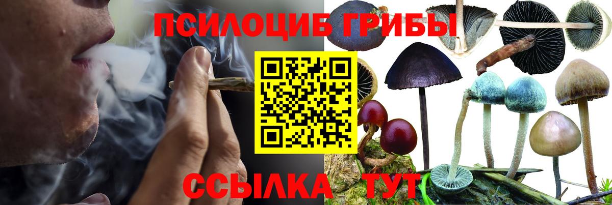 Вичуга  Галлюциногенные грибы Psilocybine cubensis  Галлюциногенные грибы прущие грибы  Вход с VPN 